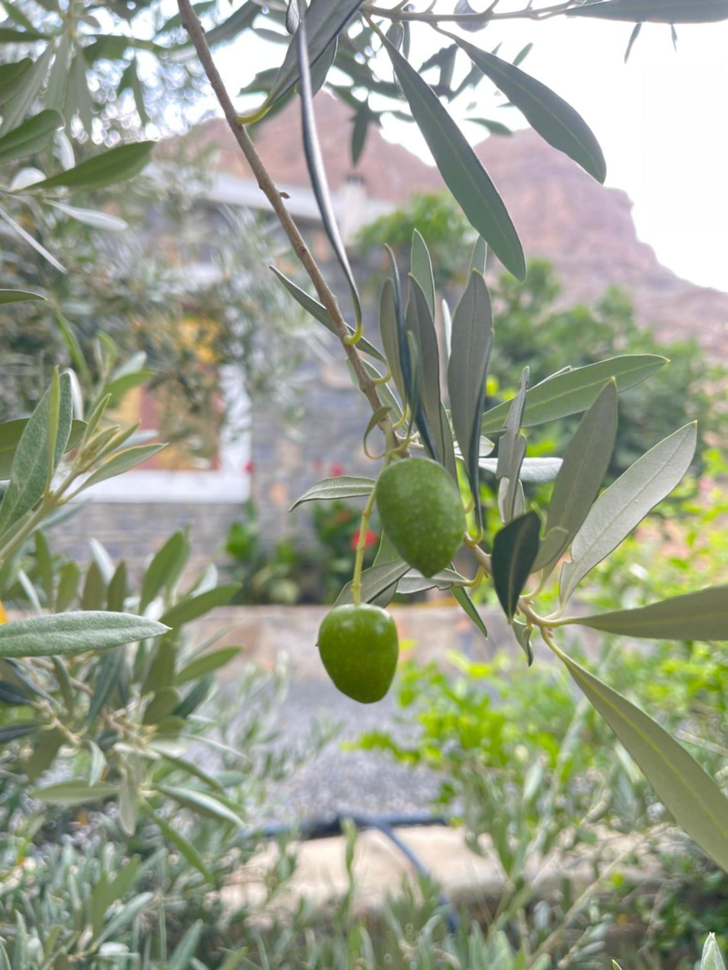 Jabal Shams *